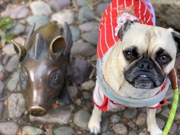/images/uploads/pug nation rescue of los angeles/pugnation2021/entries/15142thumb.jpg